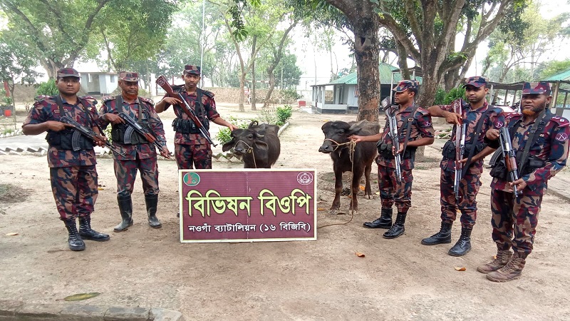 গোমস্তাপুর সীমান্তে বিজিবির অভিযানে ২টি  ভারতীয় মহিষ জব্দ